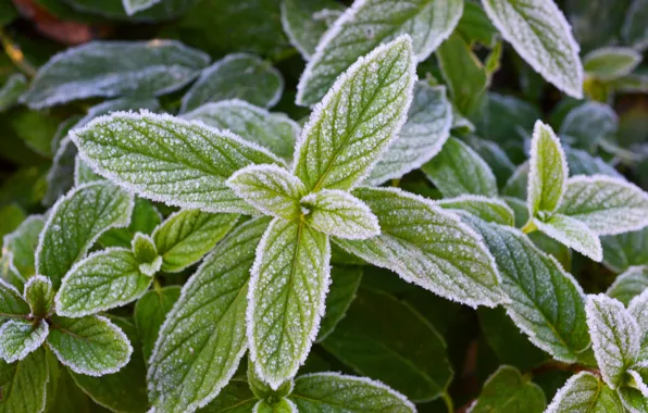 Picture frost, greens, freshness, frost, mint, cool, freezing, frosty mint