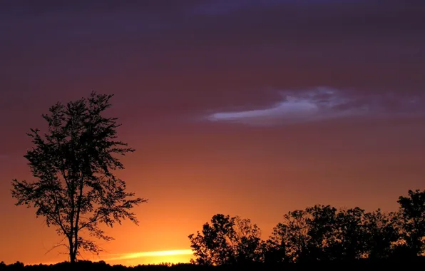The sky, clouds, sunset, tree, horizon, silhouette