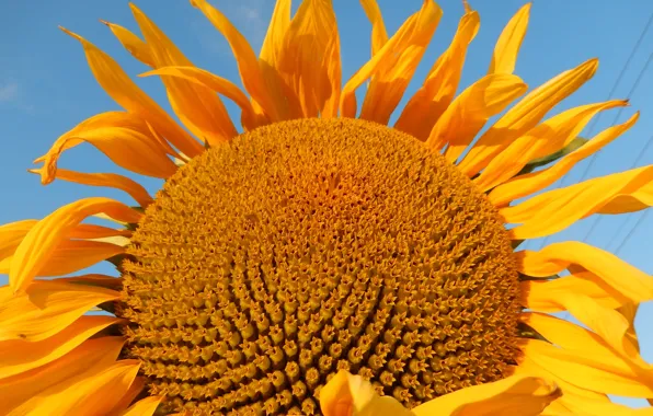 The sky, yellow, yellow, sunflower, sunflower