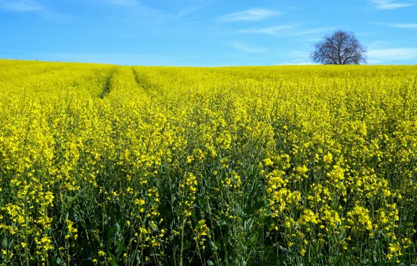 Field, flowers, nature, tree, spring, yellow, space, blue sky