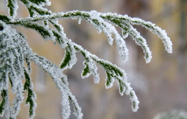 Picture winter, frost, snow, trees, nature, branch, frost