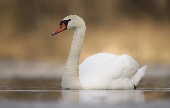 White, water, bird, Swan, pond, swimming, bokeh