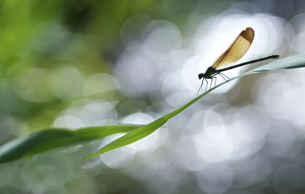 Picture leaves, glare, plant, dragonfly, bokeh