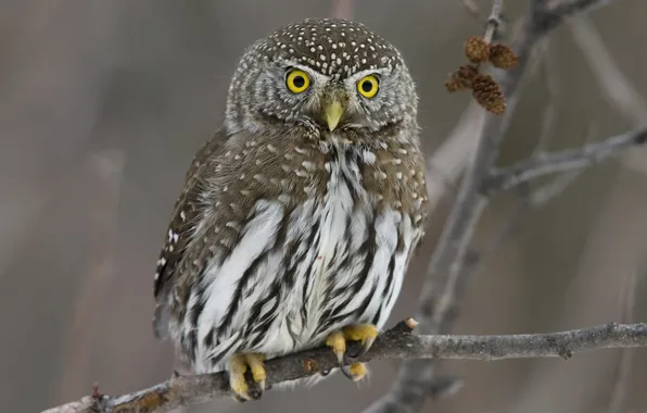 Picture eyes, owl, bumps