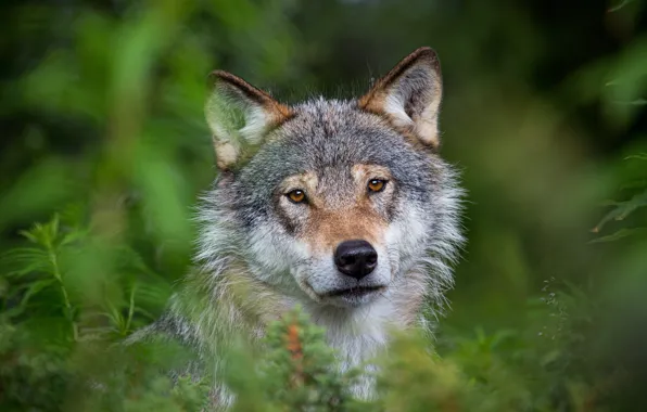 Picture greens, grass, look, face, nature, grey, wolf, portrait