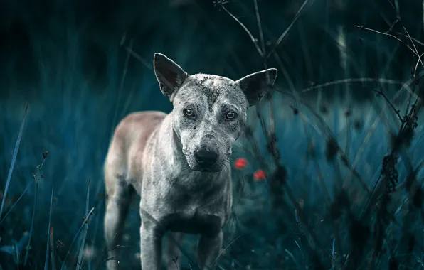 LOOK, NATURE, GRASS, FACE, EARS, DOG