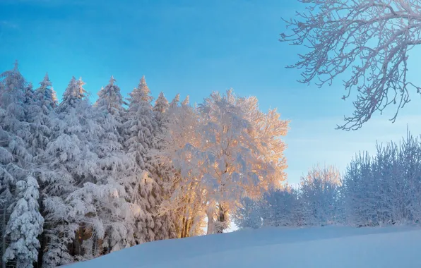 Winter, frost, forest, the sky, light, snow, trees, landscape