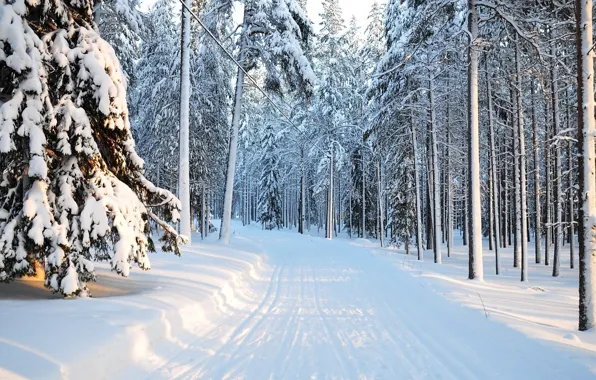 Winter, forest, light, snow, trail, morning, light, forest