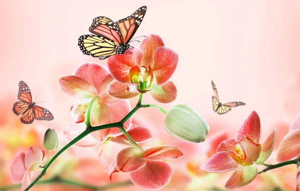 Summer, butterfly, flowers, abstraction, background, pink, beauty, art