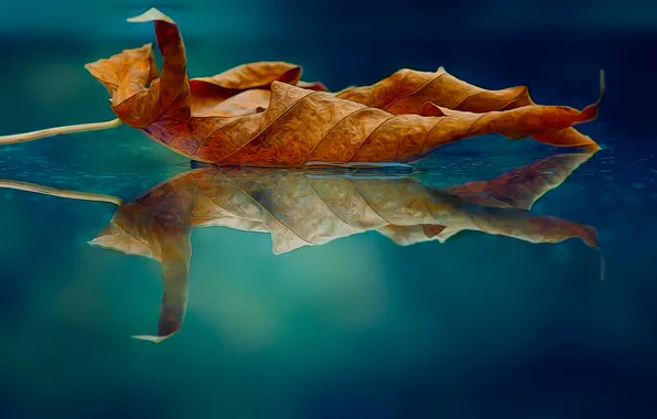 Picture leaves, reflection, treatment