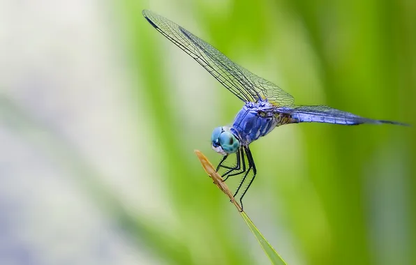 Picture eyes, leaves, macro, blue, nature, wings, dragonfly, insect