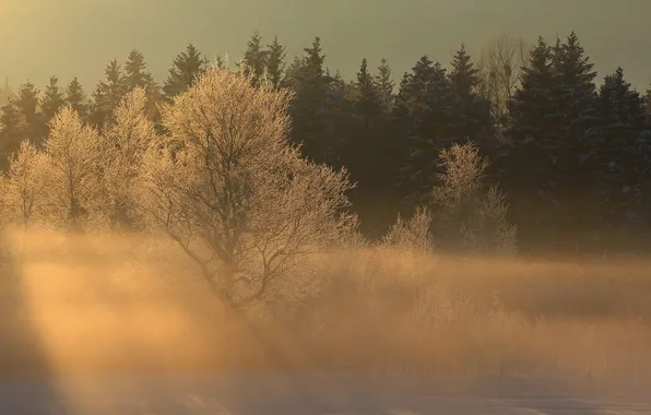Winter, rays, light, trees, landscape, nature, fog, morning