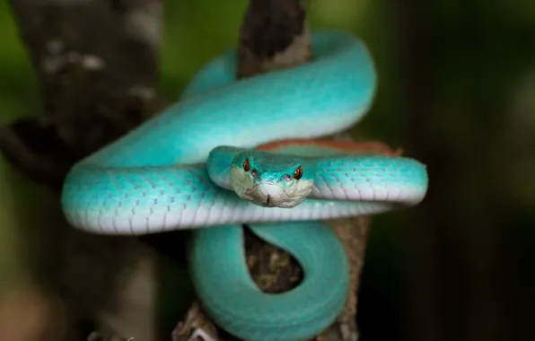 Nature, snake, Blue Trimeresurus insularis