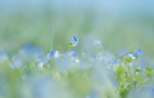Macro, flowers, nature, blue, spring, blur, gently