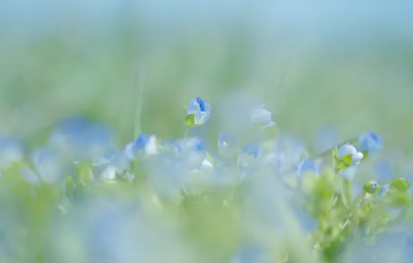 Macro, flowers, nature, spring, blur, blue, gently