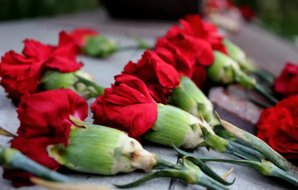 Flowers, memorial, clove, red