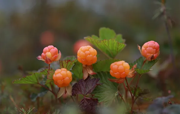 Leaves, nature, berries, cloudberry, bokeh, Yevgeny Levin