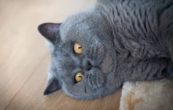 Picture cat, cat, look, portrait, floor, lies, mordaha, funny