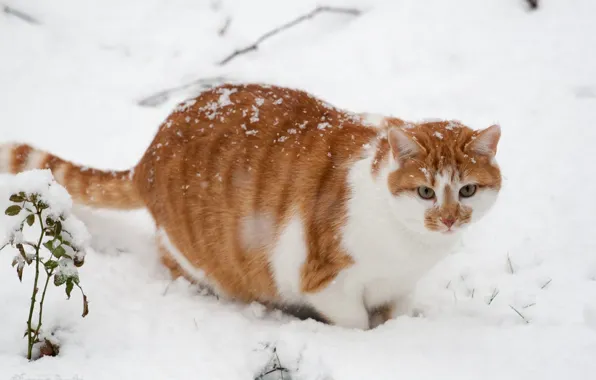 Picture winter, cat, snow