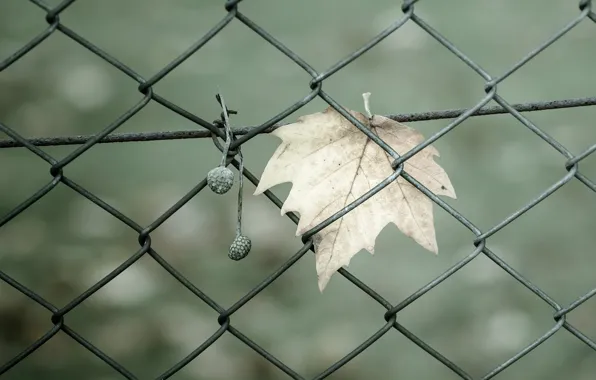 Picture macro, green, background, mesh, widescreen, Wallpaper, the fence, fence