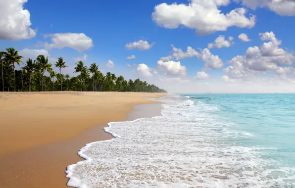 Picture sea, clouds, tropics, palm trees