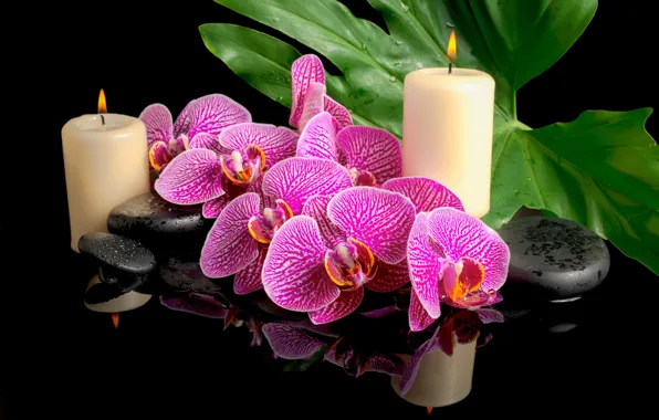 Flowers, stones, candles, Orchid