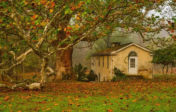 Picture autumn, leaves, trees, home