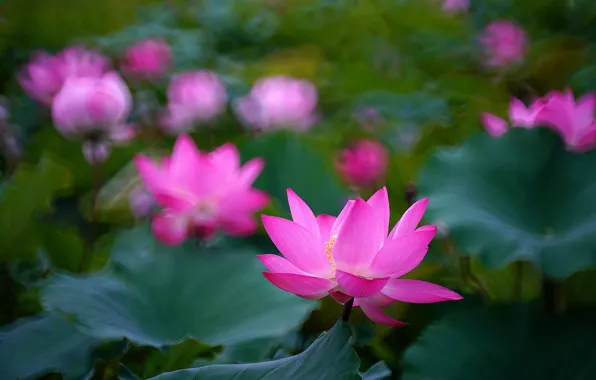 Picture greens, leaves, flowers, nature, background, blur, petals, Lotus