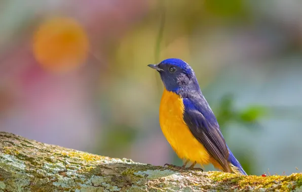 Nature, background, bird