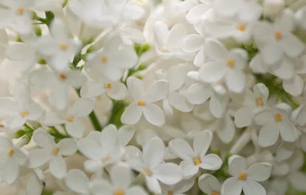 Picture white, macro, lilac