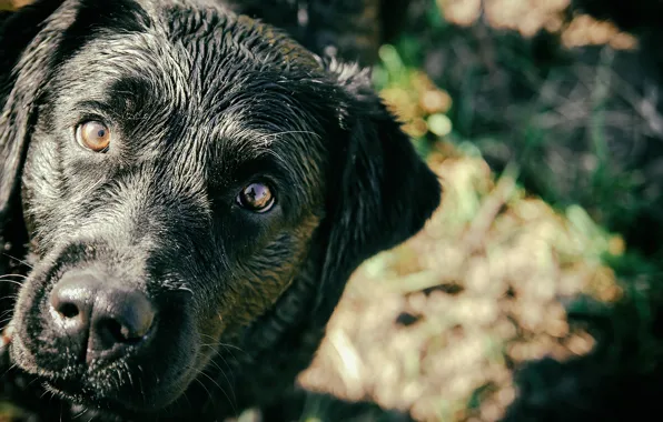 Black, Dogs, Labrador, doggie