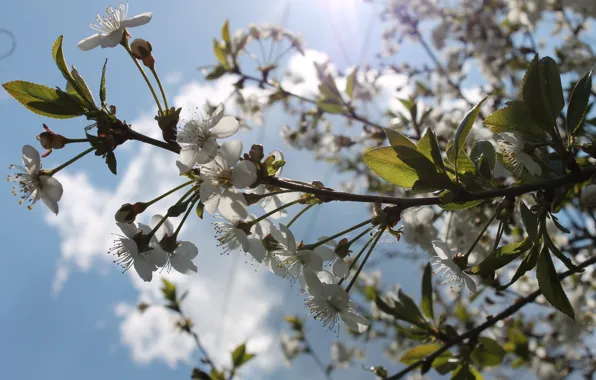 The sun, flowers, heat, spring, may, flowering, white flowers, blue sky