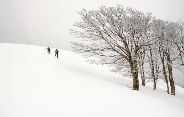 Winter, trees, people