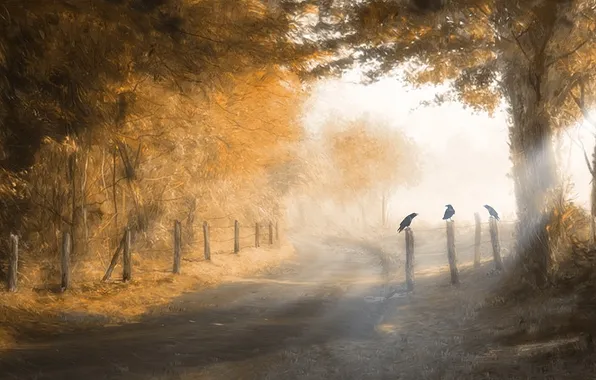 Picture road, forest, the sun, the fence, day, three, crow, at the cemetery