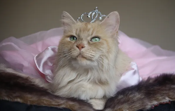 Cat, crown, Princess