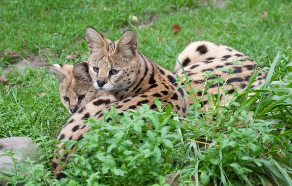 Picture cat, summer, grass, stay, pair, Serval