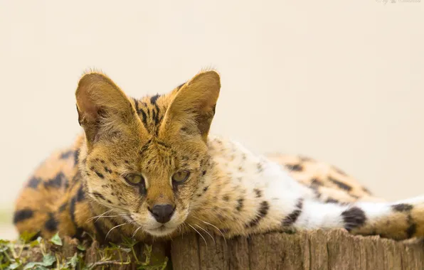 Picture cat, look, face, Serval