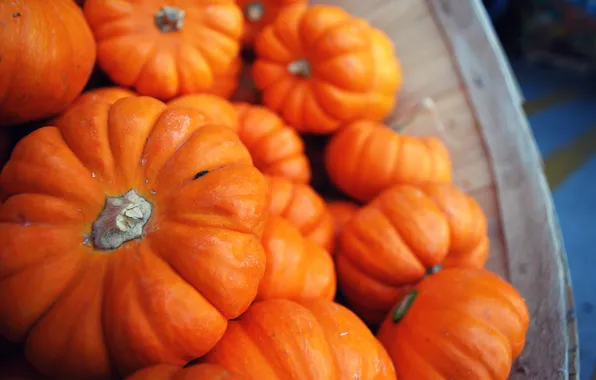 Autumn, harvest, pumpkin, a lot, miniature