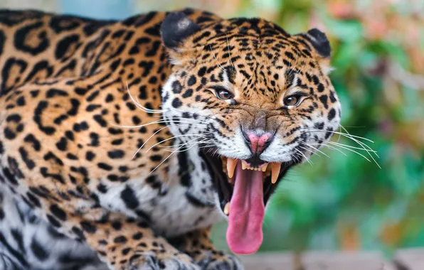 Picture language, anger, mouth, fangs, Jaguar