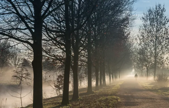 Picture autumn, trees, fog, Park, people, morning, alley, path
