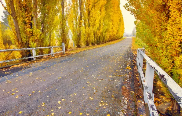 Road, autumn, trees, nature