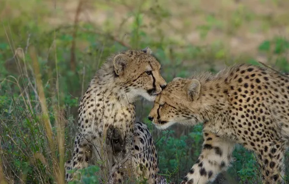 Nature, family, cheetahs