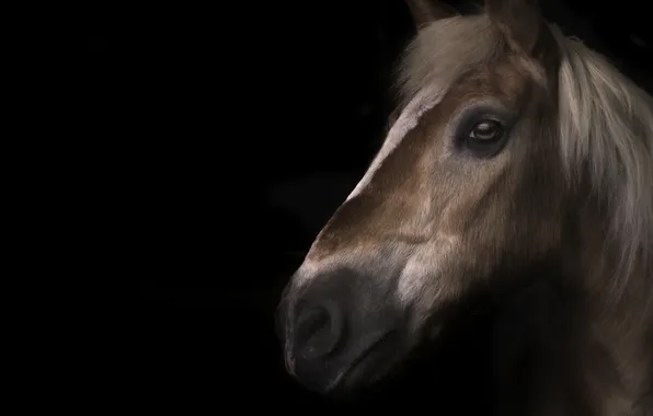 Look, face, horse, horse, portrait, black background, brown