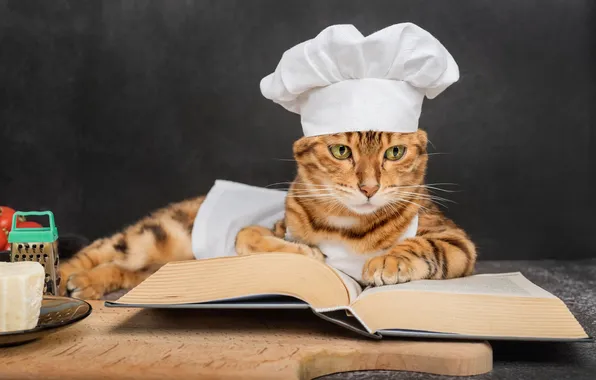 Cat, cat, look, pose, the dark background, table, lies, cook