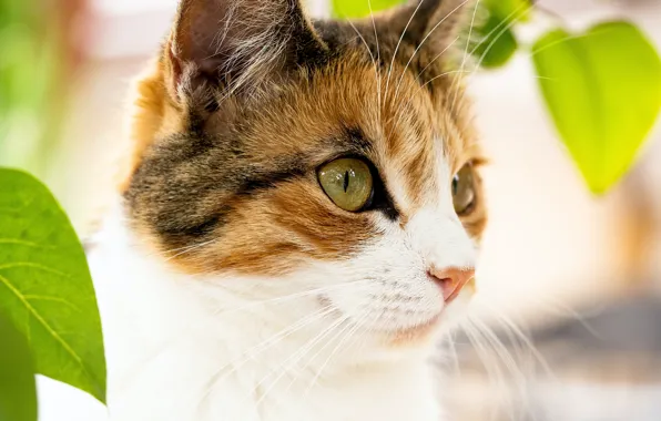 Cat, look, face, leaves, nature, pose, portrait, bokeh