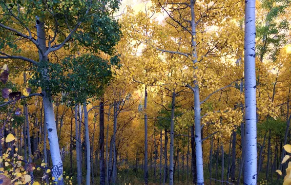 Picture autumn, forest, leaves, trees, grove
