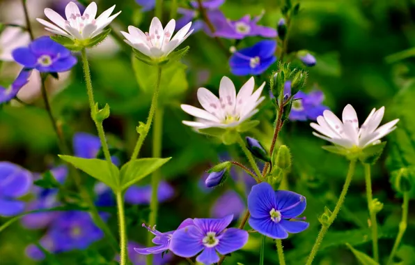 Summer, macro, Veronica, meadow