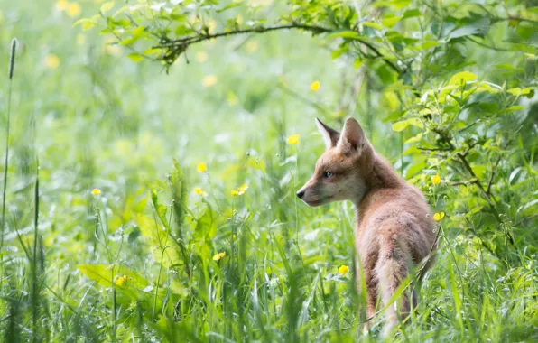 Picture summer, nature, Fox