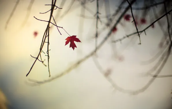 Picture autumn, leaves, branches, nature