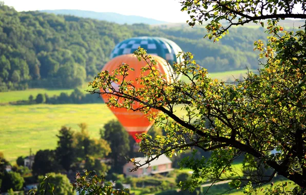 Greens, leaves, trees, nature, balloon, background, tree, foliage